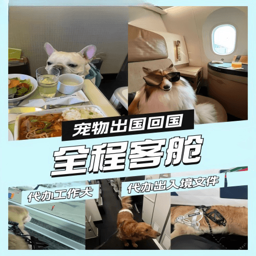 大渡口区宠物托运到白俄罗斯宠物入境规定和要求