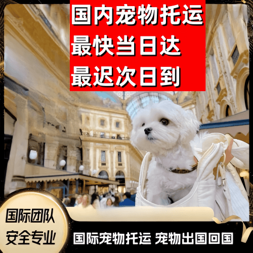 大渡口区到澳大利亚（澳洲）宠物入境规定和要求